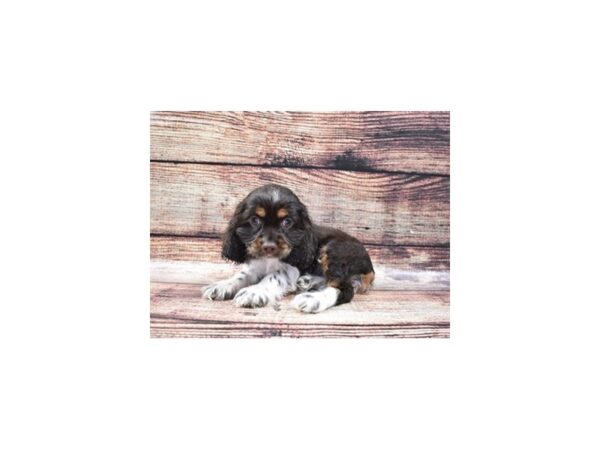 Cocker Spaniel-DOG-Female-Brown and White-11076-Petland Henderson, Nevada