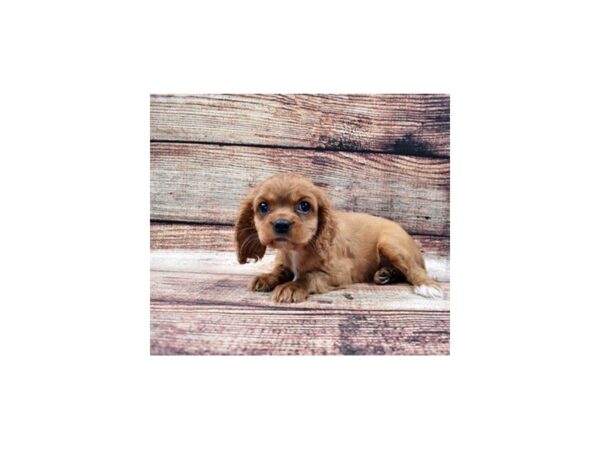 Cavalier King Charles Spaniel DOG Female Ruby 11074 Petland Henderson, Nevada