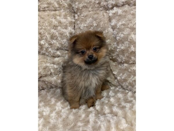 Pomeranian DOG Female Fawn 11079 Petland Henderson, Nevada