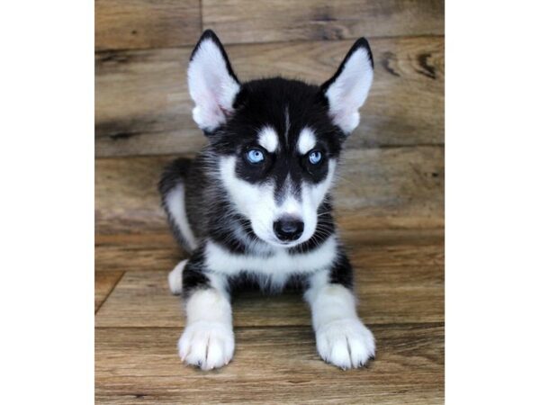 Siberian Husky DOG Male Black / White 11081 Petland Henderson, Nevada