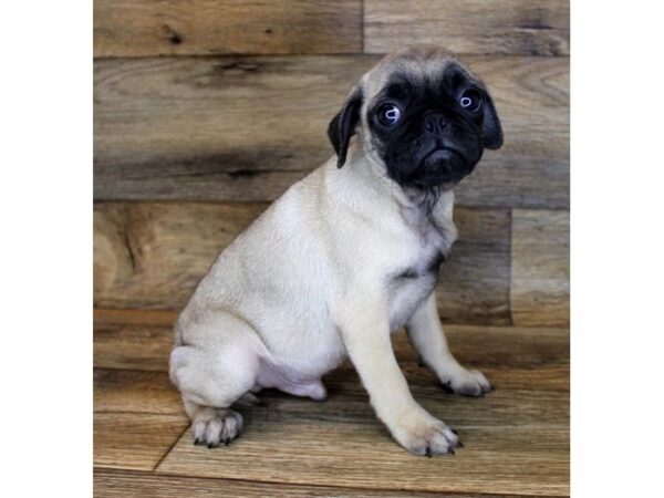 Pug-DOG-Male-Fawn-11080-Petland Henderson, Nevada