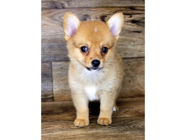 Pomeranian/Pembroke Welsh Corgi DOG Male Red 11082 Petland Henderson, Nevada