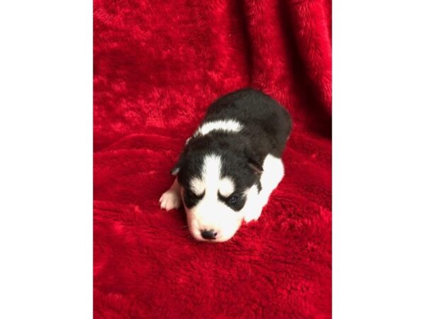 Siberian Husky-DOG-Female-Black / White-11083-Petland Henderson, Nevada