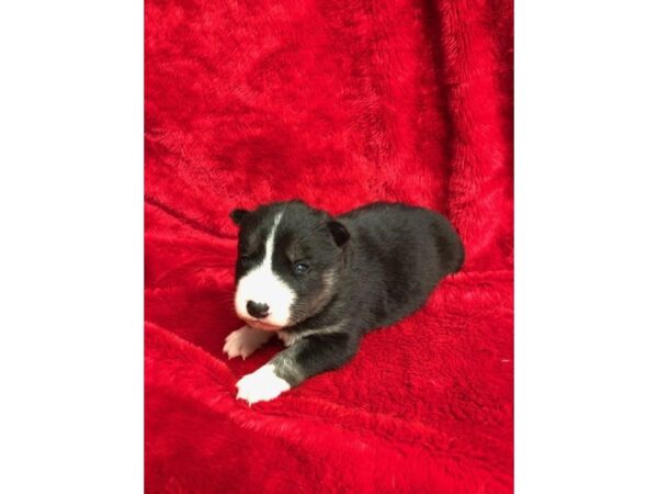 Siberian Husky-DOG-Female-Black / White-11084-Petland Henderson, Nevada