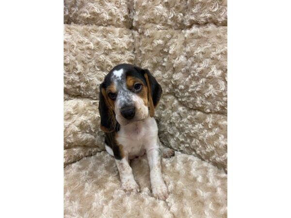 Beagle-DOG-Female-Black Tan / White-11078-Petland Henderson, Nevada