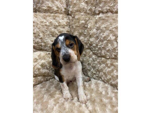 Beagle DOG Female Black Tan / White 11078 Petland Henderson, Nevada