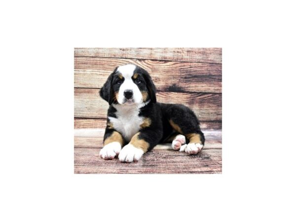 Bernese Mountain Dog-DOG-Male-Black Rust and White-11091-Petland Henderson, Nevada