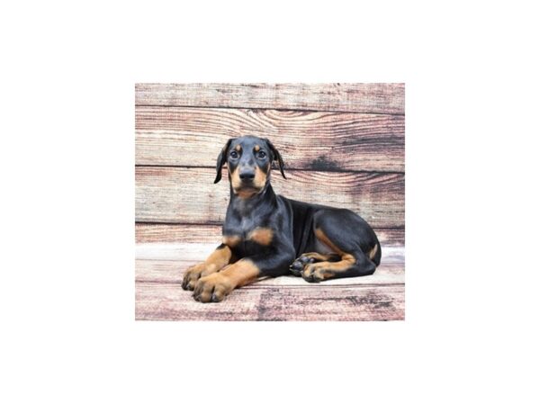 Doberman Pinscher DOG Female Black and Rust 11087 Petland Henderson, Nevada