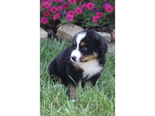 Bernese Mountain Dog-DOG-Female-Black Rust / White-11085-Petland Henderson, Nevada