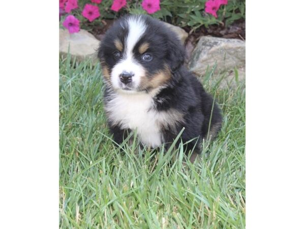 Bernese Mountain Dog DOG Male Black Rust / White 11086 Petland Henderson, Nevada