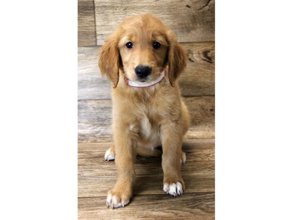 Golden Retriever-DOG-Female-Golden-11092-Petland Henderson, Nevada
