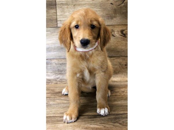 Golden Retriever DOG Female Golden 11092 Petland Henderson, Nevada