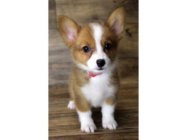 Pembroke Welsh Corgi DOG Female Red / White 11094 Petland Henderson, Nevada