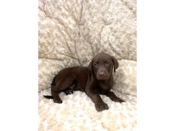 Labrador Retriever DOG Female Chocolate 11093 Petland Henderson, Nevada