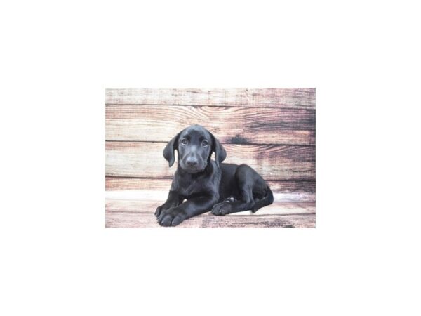 Labrador Retriever-DOG-Female-Black-11098-Petland Henderson, Nevada
