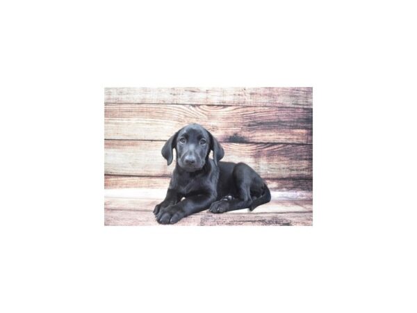 Labrador Retriever DOG Female Black 11098 Petland Henderson, Nevada