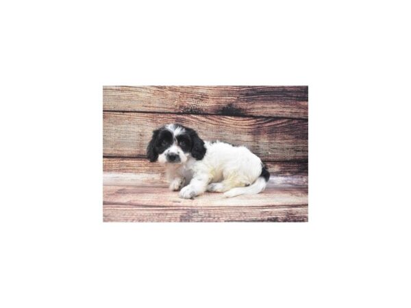 Cavachon-DOG-Male-Black and White-11101-Petland Henderson, Nevada