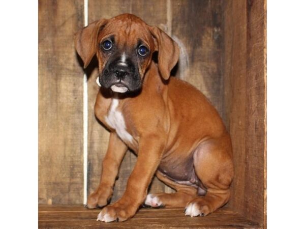 Boxer DOG Female Fawn 11106 Petland Henderson, Nevada