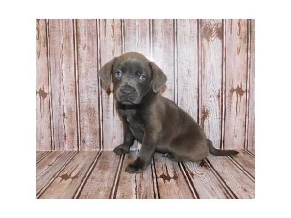 Labrador Retriever/French Bulldog DOG Male Blue 11111 Petland Henderson, Nevada