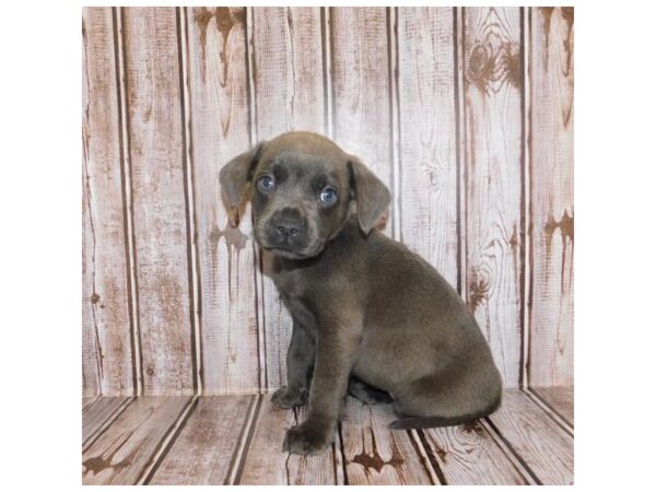 Labrador Retriever/French Bulldog DOG Female Blue 11112 Petland Henderson, Nevada