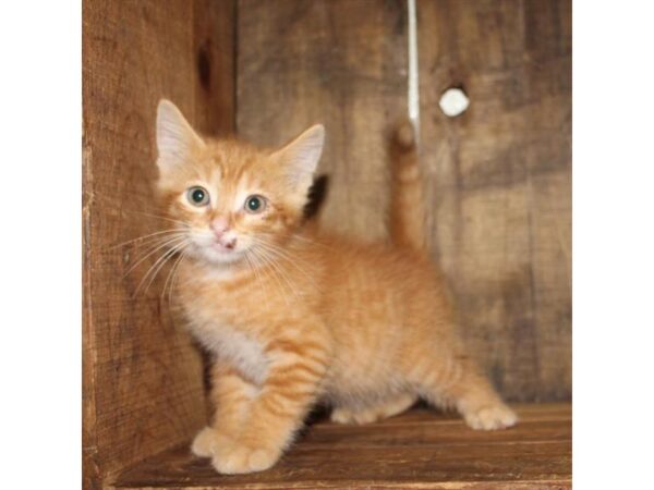 Domestic Cat CAT Male Orange 11110 Petland Henderson, Nevada