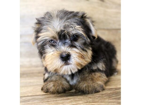 Yorkshire Terrier DOG Female Black / Tan 11109 Petland Henderson, Nevada