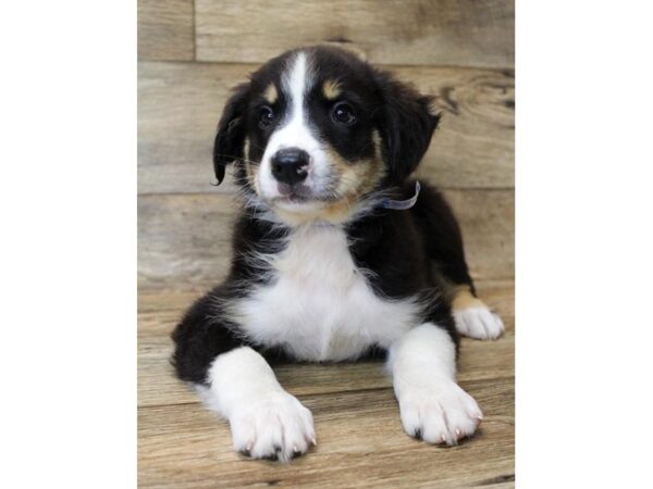 Australian Shepherd DOG Male Black 11105 Petland Henderson, Nevada