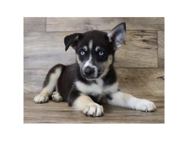 Mini Auskie-DOG-Male-Black / Tan-11104-Petland Henderson, Nevada