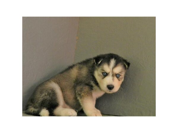 Siberian Husky DOG Male Black / White 11108 Petland Henderson, Nevada