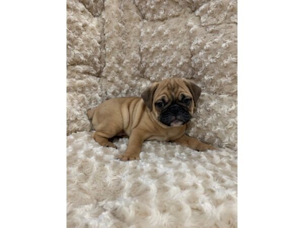 Miniature Bulldog DOG Male Fawn 11102 Petland Henderson, Nevada