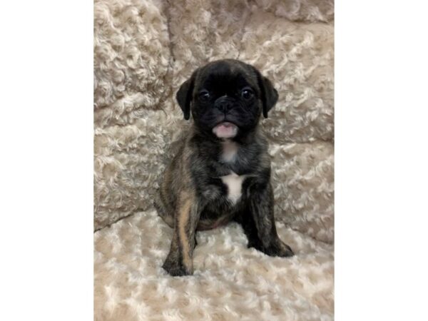 Miniature Bulldog-DOG-Female-Brindle-11103-Petland Henderson, Nevada