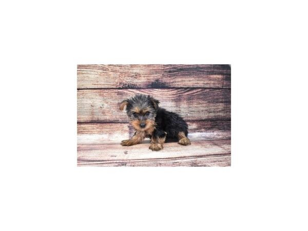 Yorkshire Terrier DOG Female Black and Tan 11118 Petland Henderson, Nevada