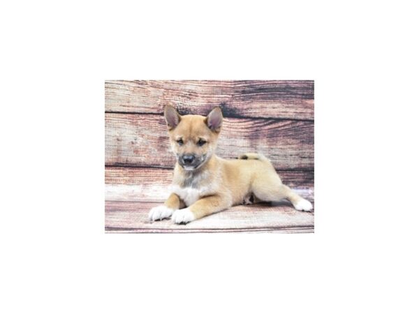 Shiba Inu DOG Male Red 11116 Petland Henderson, Nevada