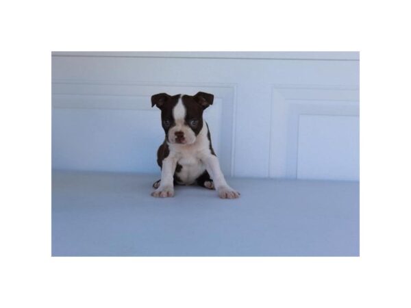 Boston Terrier DOG Male Seal / White 11113 Petland Henderson, Nevada