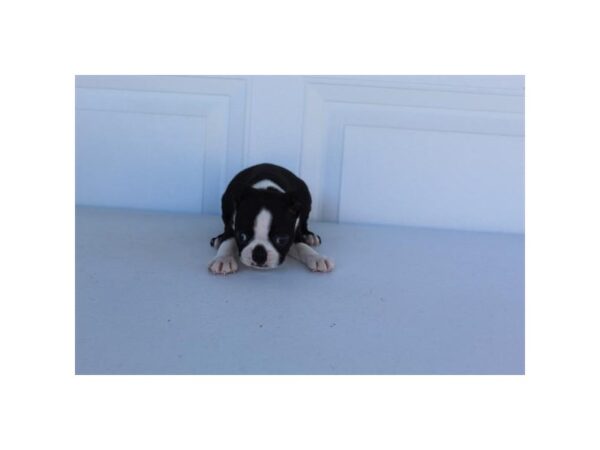 Boston Terrier DOG Female Black / White 11114 Petland Henderson, Nevada