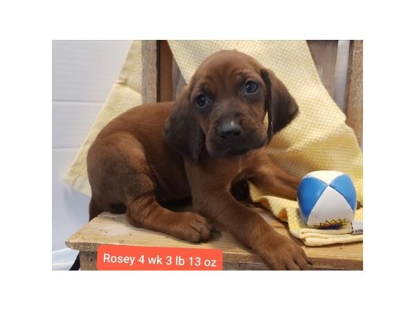 Redbone Coonhound-DOG-Female-Red-11124-Petland Henderson, Nevada