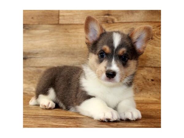 Pembroke Welsh Corgi DOG Male Blue / Tan 11122 Petland Henderson, Nevada