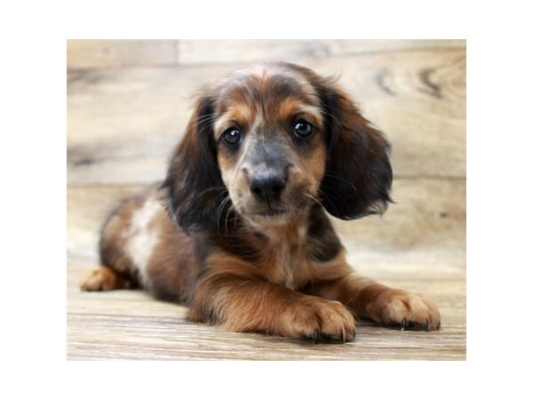 Dachshund DOG Male Wild Boar 11120 Petland Henderson, Nevada