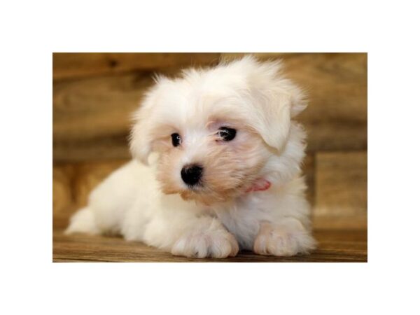 Maltese DOG Male White 11121 Petland Henderson, Nevada