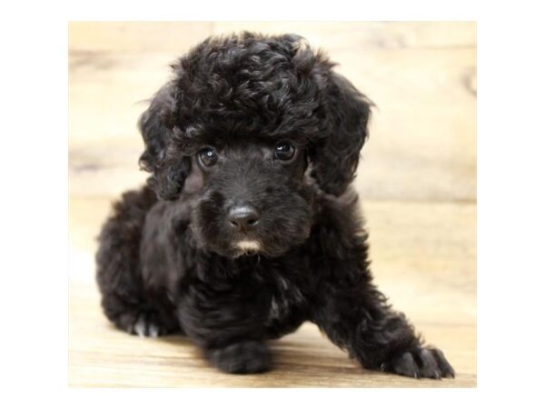 Poodle DOG Male Black 11123 Petland Henderson, Nevada