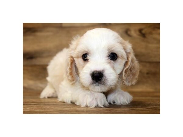 Cavachon DOG Male Blenheim 11125 Petland Henderson, Nevada