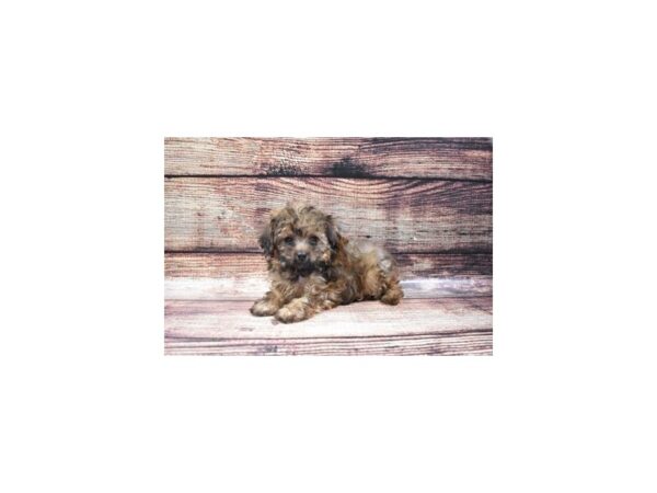 Yorkiepoo DOG Male Red 11127 Petland Henderson, Nevada