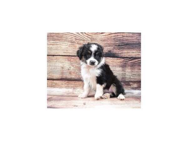 Miniature Australian Shepherd DOG Female Black White and Brown 11130 Petland Henderson, Nevada