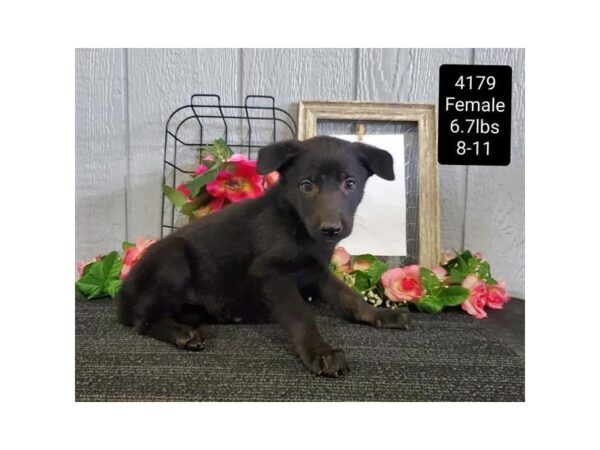 German Shepherd Dog DOG Female Black 11126 Petland Henderson, Nevada