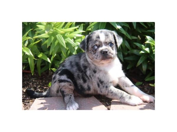 Jug (Jack Russell/Pug)-DOG-Male-Tri-Colored-11135-Petland Henderson, Nevada