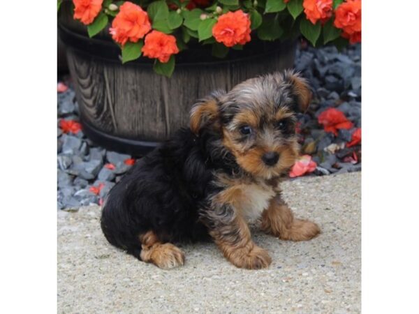Yorkshire Terrier-DOG-Female-Blue Merle-11134-Petland Henderson, Nevada