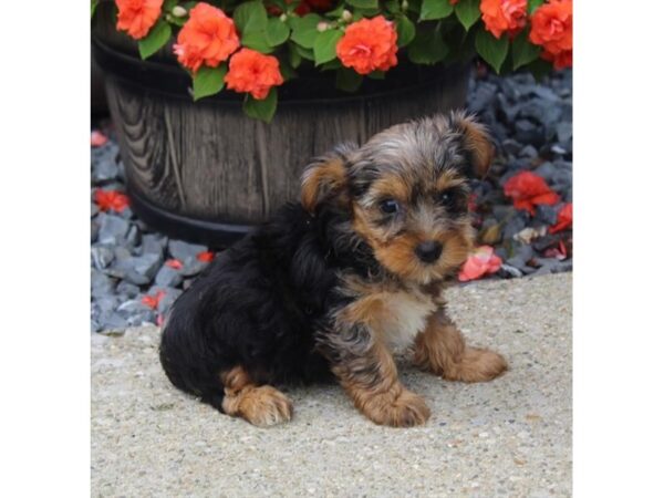 Yorkshire Terrier DOG Female Blue Merle 11134 Petland Henderson, Nevada