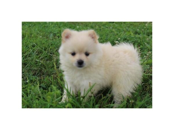 Pomeranian-DOG-Female-Tan-11133-Petland Henderson, Nevada