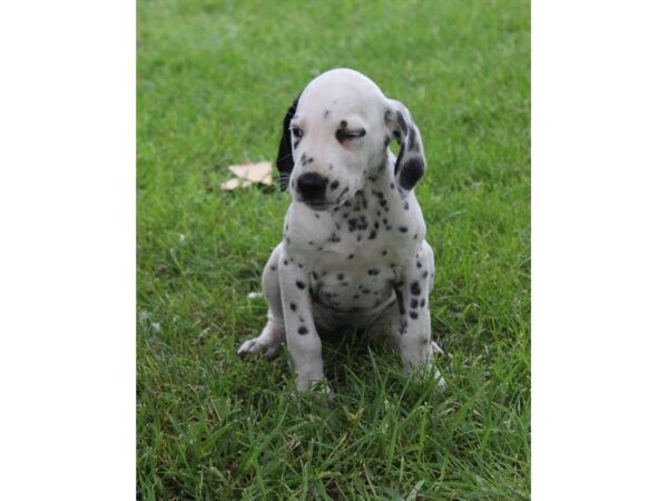 Dalmatian DOG Female White / Black 11131 Petland Henderson, Nevada