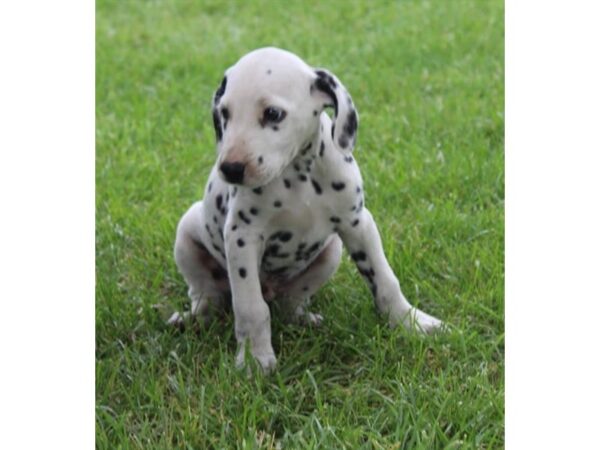 Dalmatian DOG Male White / Black 11132 Petland Henderson, Nevada